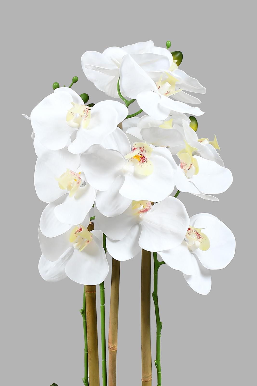 Redtag-White-Ceramic-Pot-With-Artificial-Orchid-Colour:White,-Filter:Home-Decor,-HMW-HOM-Plants-&-Flowers,-New-In,-New-In-HMW-HOM,-Non-Sale,-S22A,-Section:Homewares-Home-Decor-