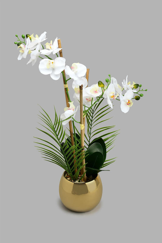 Redtag-White-Artificial-Orchids-In-Ceramic-Vase-Artificial-Plants-Home-Decor-