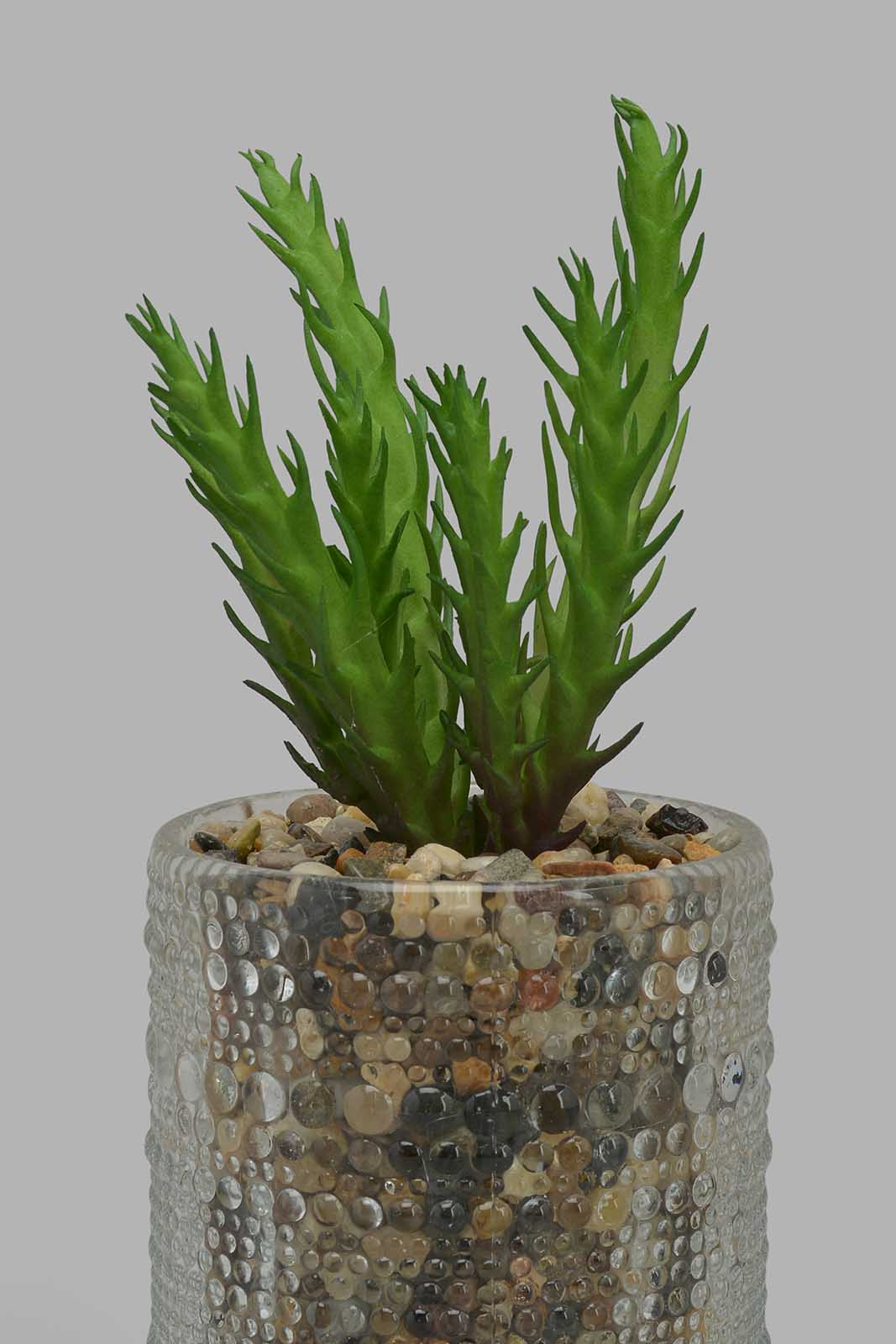 Redtag-Artificial-Succulent-In-Clear-Glass-Pot-Category:Plants-&-Flowers,-Colour:Multicolour,-Filter:Home-Decor,-HMW-HOM-Decorative-Accessories,-New-In,-New-In-HMW-HOM,-Non-Sale,-Section:Homewares,-W22O-Home-Decor-