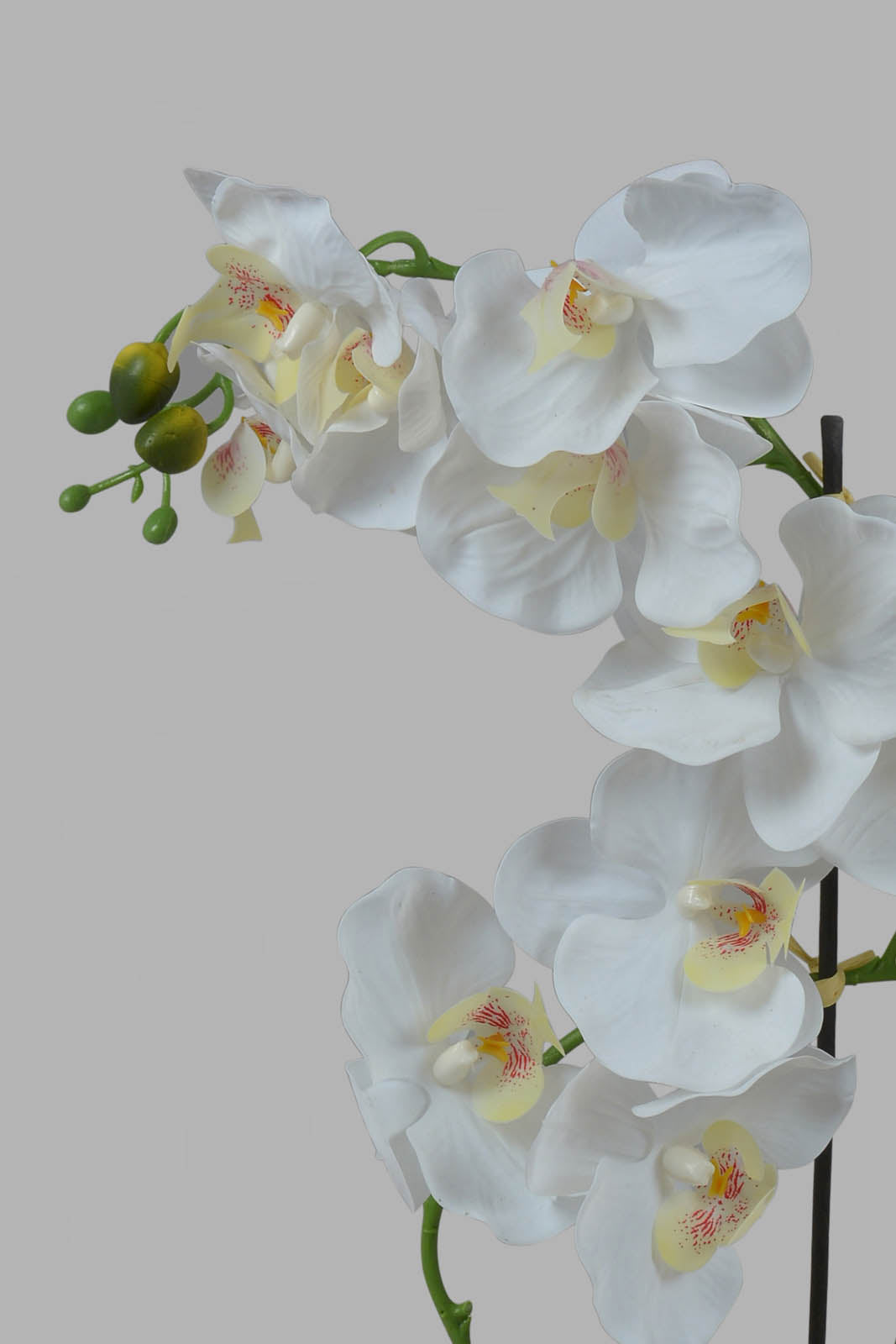 Redtag-White-Artificial-Orchid-In-Ceramic-White-Vase-Category:Plants-&-Flowers,-Colour:White,-Deals:New-In,-Filter:Home-Decor,-HMW-HOM-Decorative-Accessories,-New-In-HMW-HOM,-Non-Sale,-Section:Homewares,-W22O-Home-Decor-