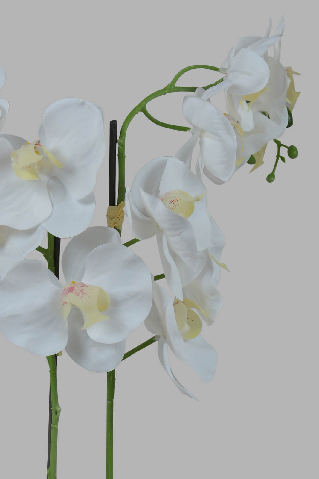 Redtag-Grey-Artificial-Orchid-In-Ceramic-Grey-Vase-Category:Plants-&-Flowers,-Colour:Grey,-Deals:New-In,-Filter:Home-Decor,-HMW-HOM-Decorative-Accessories,-New-In-HMW-HOM,-Non-Sale,-Section:Homewares,-W22O-Home-Decor-