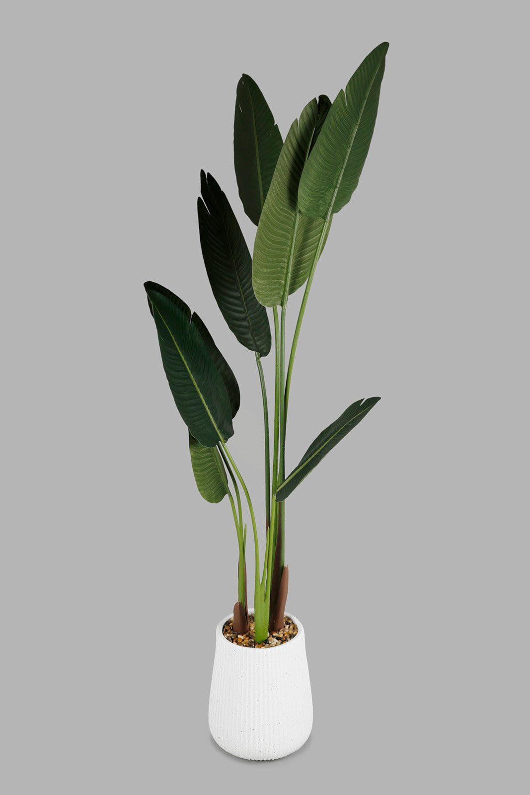 Redtag-Green-Artificial-Banana-Plant-In-Ribbed-Tall-Pot-160Cm-Category:Plants-&-Flowers,-Colour:Green,-Deals:New-In,-Filter:Home-Decor,-Harmony,-HMW-HOM-Decorative-Accessories,-New-In-HMW-HOM,-Non-Sale,-Section:Homewares,-W22O-Home-Decor-