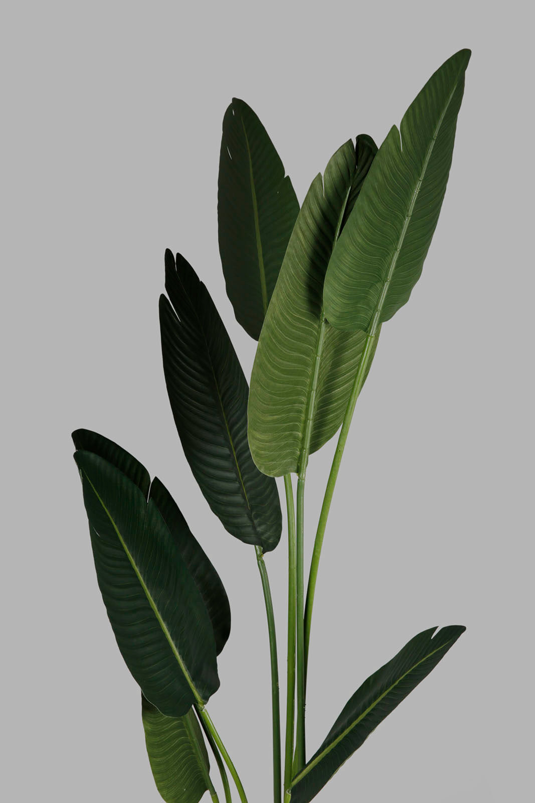Redtag-Green-Artificial-Banana-Plant-In-Ribbed-Tall-Pot-160Cm-Category:Plants-&-Flowers,-Colour:Green,-Deals:New-In,-Filter:Home-Decor,-Harmony,-HMW-HOM-Decorative-Accessories,-New-In-HMW-HOM,-Non-Sale,-Section:Homewares,-W22O-Home-Decor-