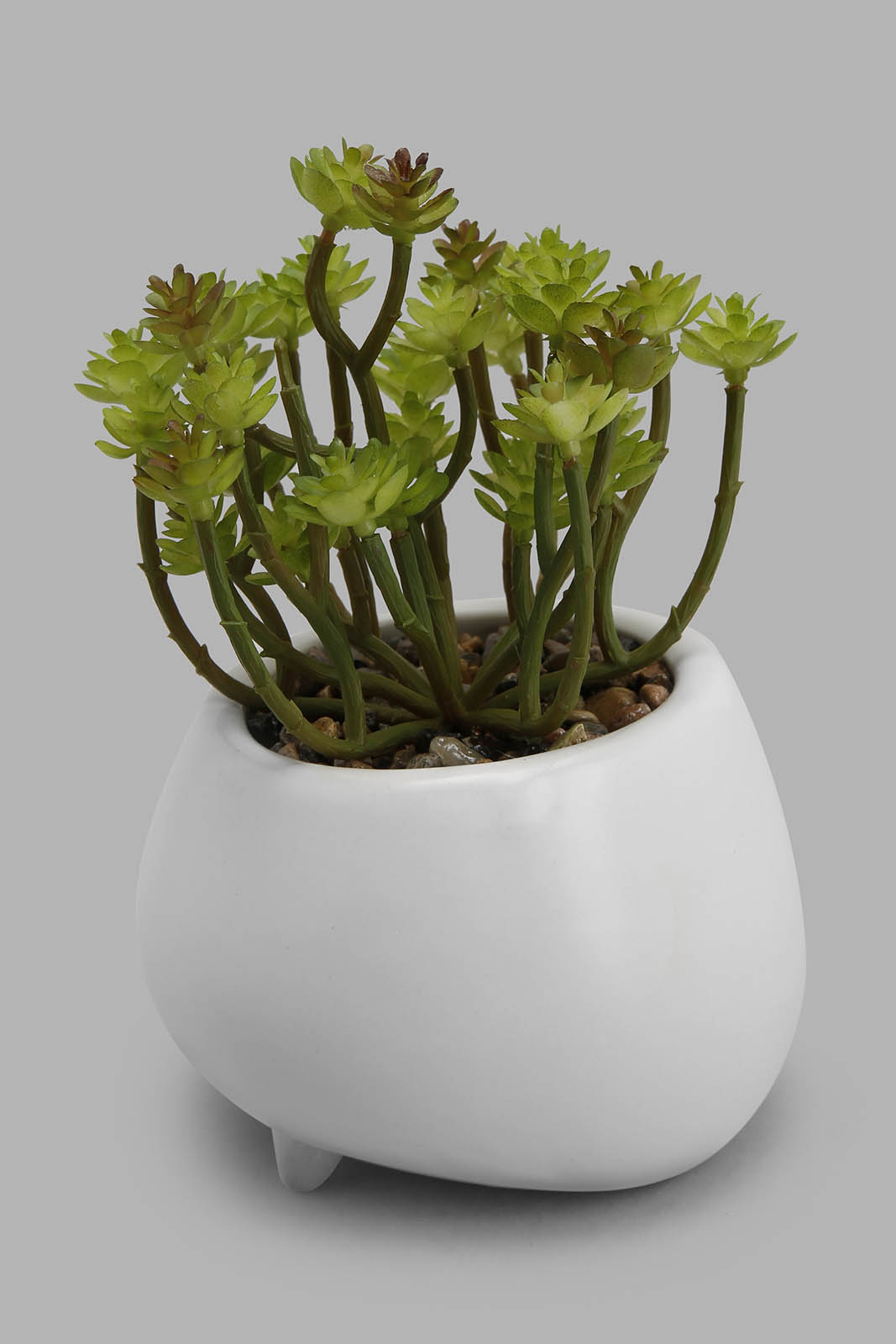 Redtag-Assorted-Artificial-Succulent-In-Wide-Ceramic-Pot-Category:Plants-&-Flowers,-Colour:Assorted,-Deals:New-In,-Filter:Home-Decor,-HMW-HOM-Decorative-Accessories,-New-In-HMW-HOM,-Non-Sale,-Section:Homewares,-W22B-Home-Decor-