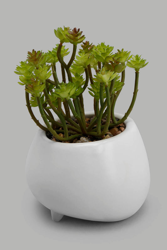 Redtag-Assorted-Artificial-Succulent-In-Wide-Ceramic-Pot-Category:Plants-&-Flowers,-Colour:Assorted,-Deals:New-In,-Filter:Home-Decor,-HMW-HOM-Decorative-Accessories,-New-In-HMW-HOM,-Non-Sale,-Section:Homewares,-W22B-Home-Decor-