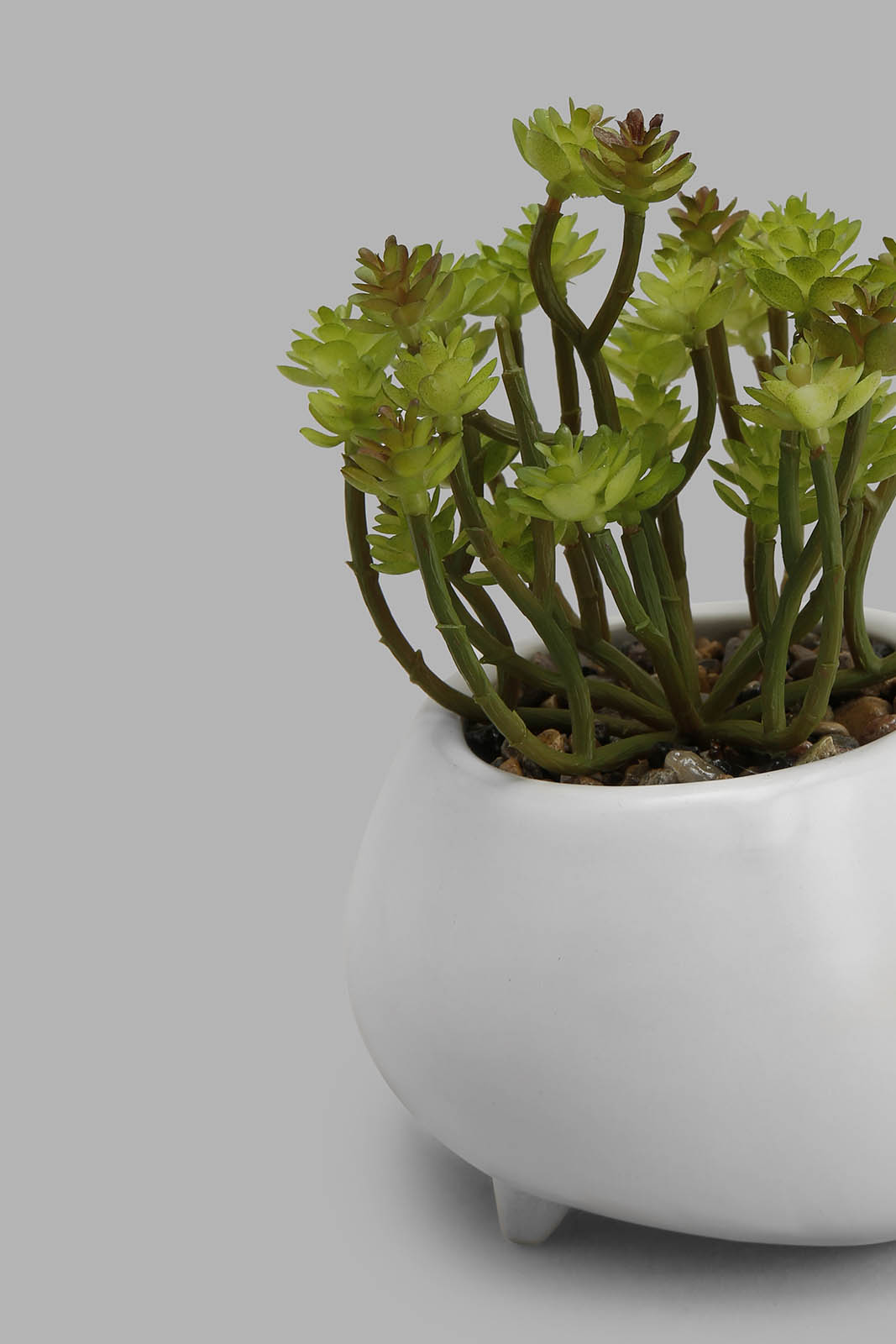 Redtag-Assorted-Artificial-Succulent-In-Wide-Ceramic-Pot-Category:Plants-&-Flowers,-Colour:Assorted,-Deals:New-In,-Filter:Home-Decor,-HMW-HOM-Decorative-Accessories,-New-In-HMW-HOM,-Non-Sale,-Section:Homewares,-W22B-Home-Decor-