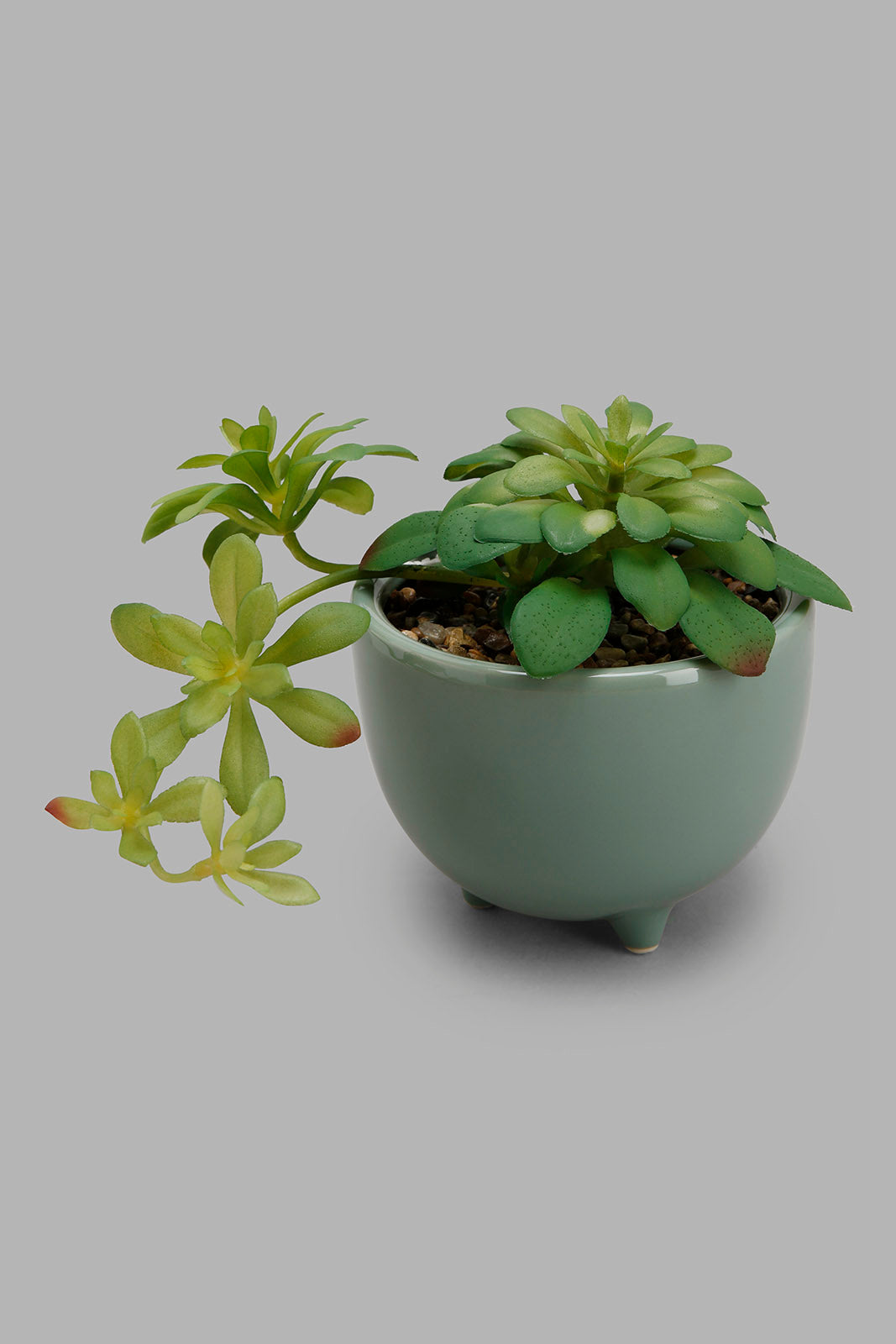 Redtag-Green-Creepers-In-Cramic-Pot-Category:Plants-&-Flowers,-Colour:Green,-Deals:New-In,-Filter:Home-Decor,-HMW-HOM-Decorative-Accessories,-New-In-HMW-HOM,-Non-Sale,-Section:Homewares,-W22B-Home-Decor-