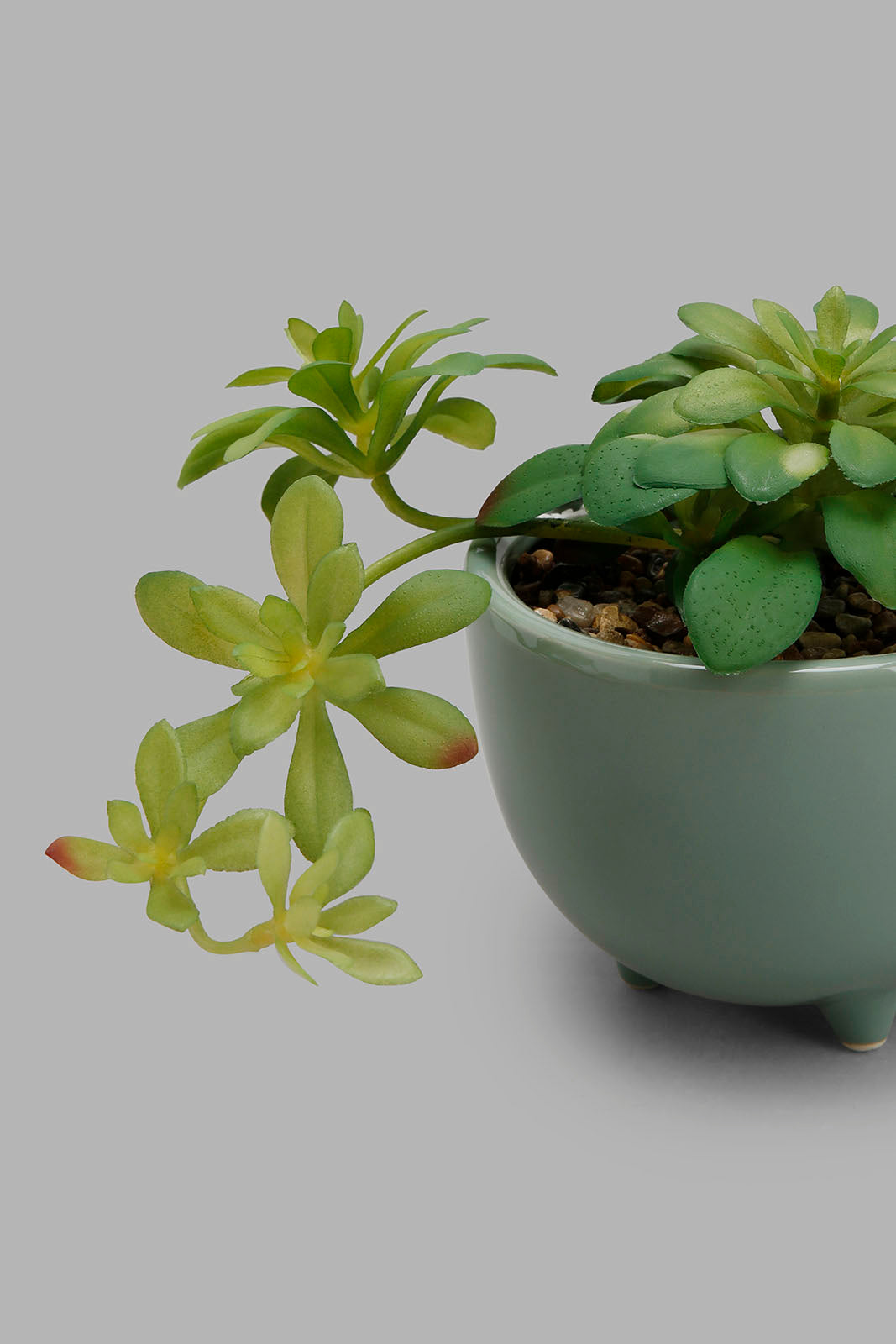 Redtag-Green-Creepers-In-Cramic-Pot-Category:Plants-&-Flowers,-Colour:Green,-Deals:New-In,-Filter:Home-Decor,-HMW-HOM-Decorative-Accessories,-New-In-HMW-HOM,-Non-Sale,-Section:Homewares,-W22B-Home-Decor-