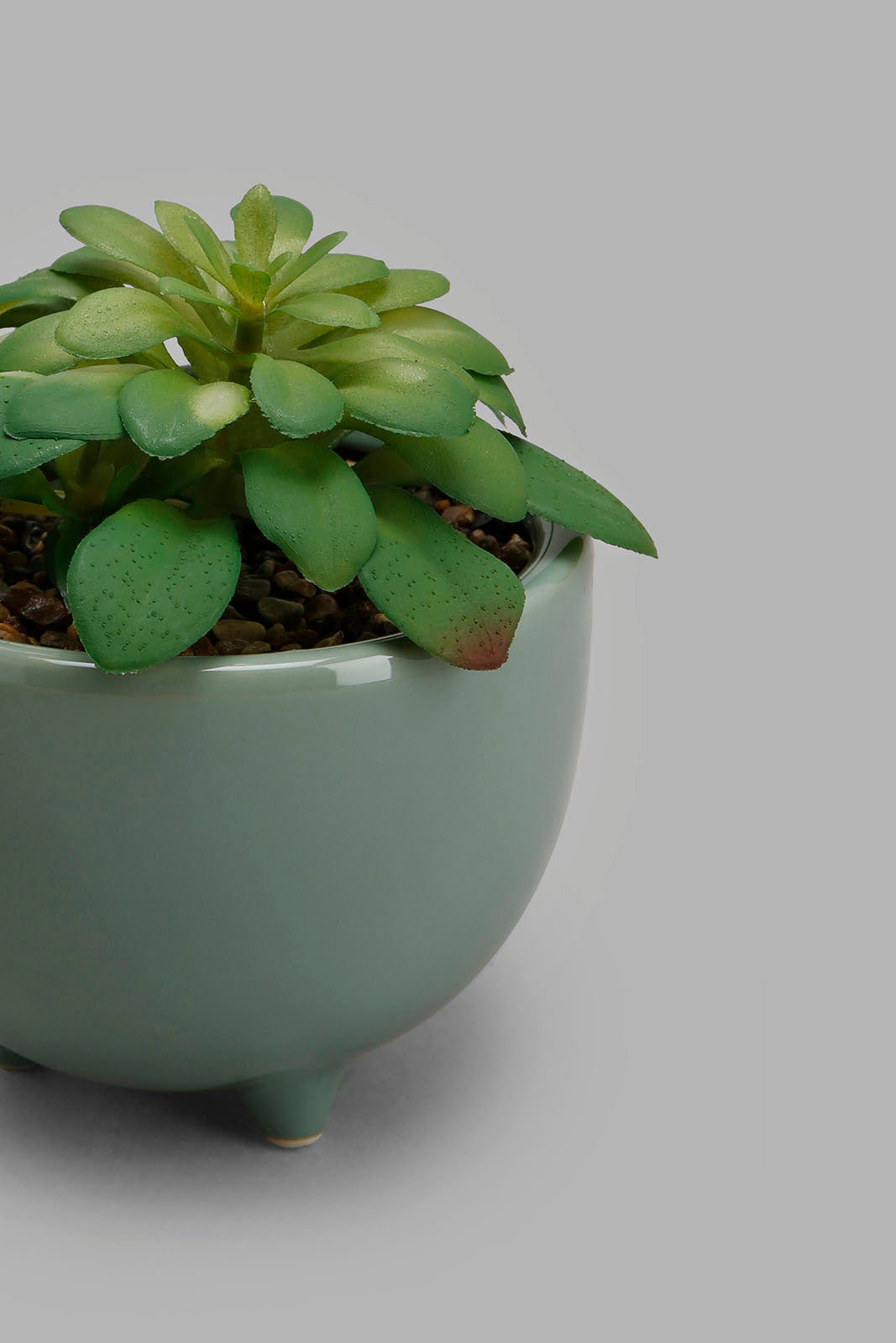 Redtag-Green-Creepers-In-Cramic-Pot-Category:Plants-&-Flowers,-Colour:Green,-Deals:New-In,-Filter:Home-Decor,-HMW-HOM-Decorative-Accessories,-New-In-HMW-HOM,-Non-Sale,-Section:Homewares,-W22B-Home-Decor-
