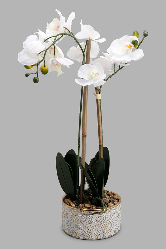 Redtag-Multi-Artificial-Orchid-In-Ceramic-Vase-Category:Plants-&-Flowers,-Colour:Multicolour,-Deals:New-In,-Filter:Home-Decor,-HMW-HOM-Decorative-Accessories,-New-In-HMW-HOM,-Non-Sale,-Section:Homewares,-W22A-Home-Decor-