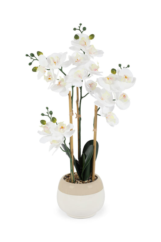 Redtag-White-Artificial-Orchid-In-Ceramic-White-&-Gold-Vase-Category:Plants-&-Flowers,-Colour:White,-Deals:New-In,-Dept:Home,-Filter:Home-Decor,-HMW-HOM-Decorative-Accessories,-New-In-HMW-HOM,-Non-Sale,-Section:Homewares,-W22B-Home-Decor-