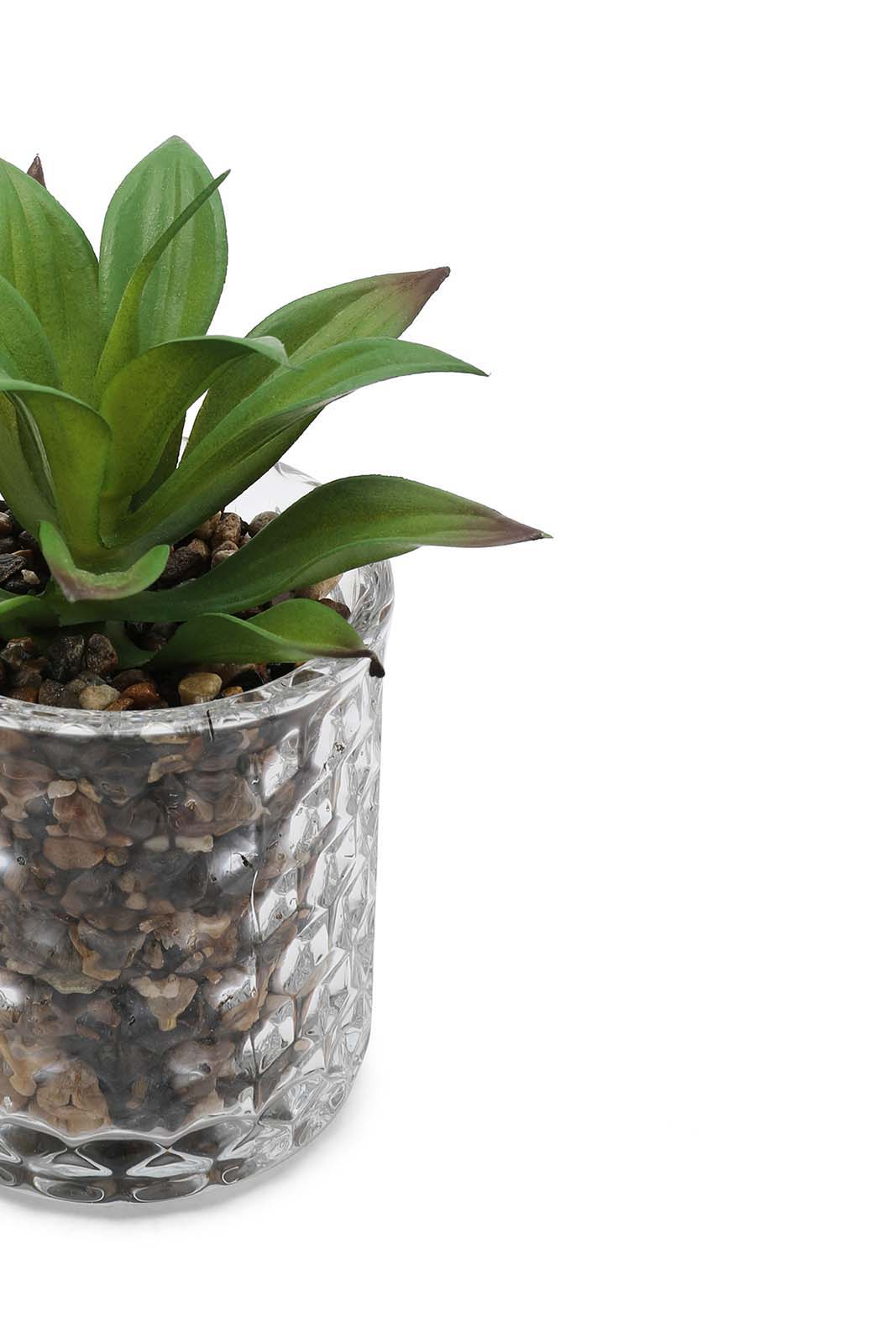 Redtag-Green-Artificial-Succulent-Cactus-Leaf-In-Ceramic-Pot-Category:Plants-&-Flowers,-Colour:Green,-Deals:New-In,-Dept:Home,-Filter:Home-Decor,-HMW-HOM-Decorative-Accessories,-New-In-HMW-HOM,-Non-Sale,-Section:Homewares,-W22B-Home-Decor-