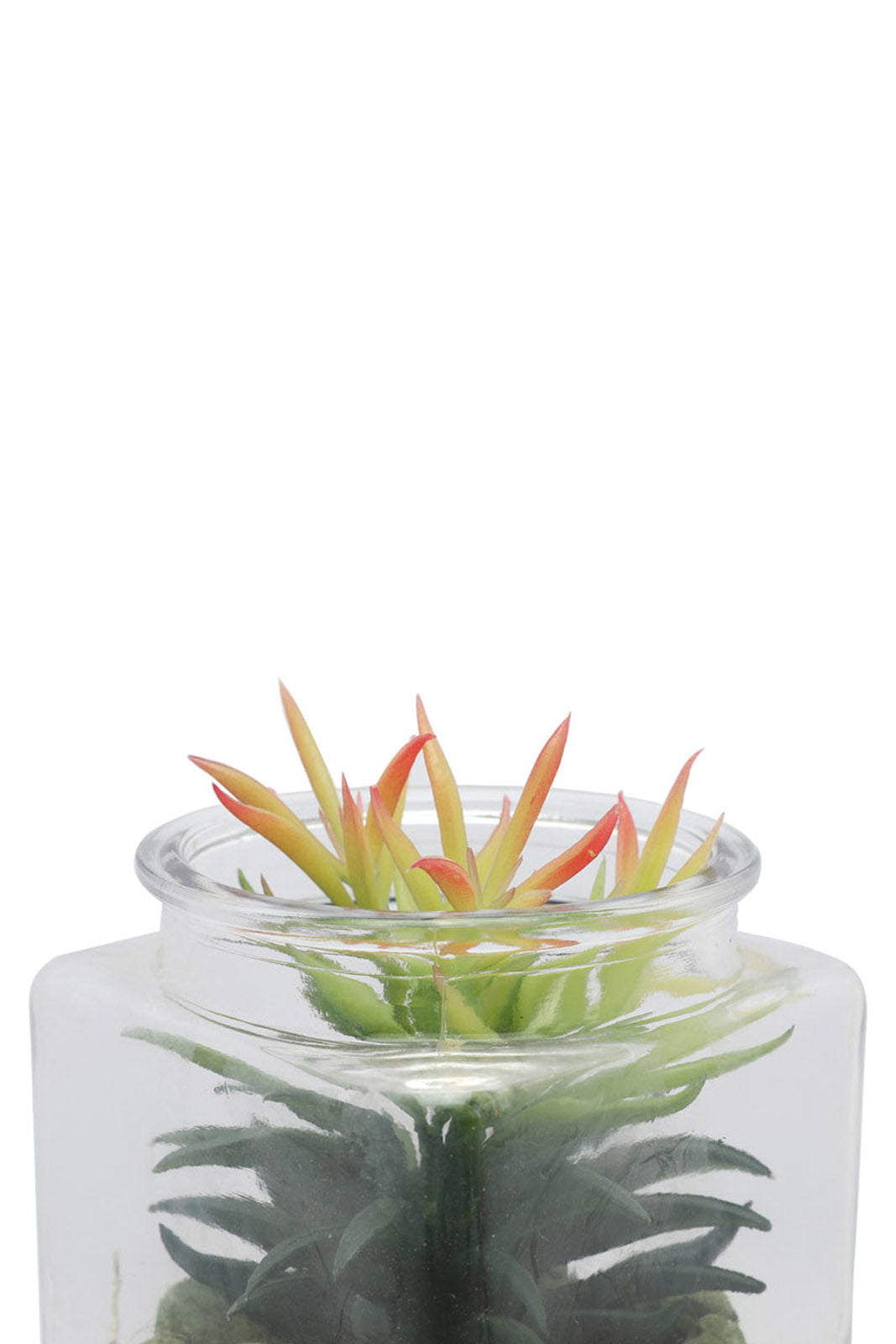Redtag-Assorted-Artificial-Assorted-Cactus-In-Glass-Jar-Category:Plants-&-Flowers,-Colour:Assorted,-Deals:New-In,-Dept:Home,-Filter:Home-Decor,-HMW-HOM-Decorative-Accessories,-New-In-HMW-HOM,-Non-Sale,-Section:Homewares,-W22B-Home-Decor-