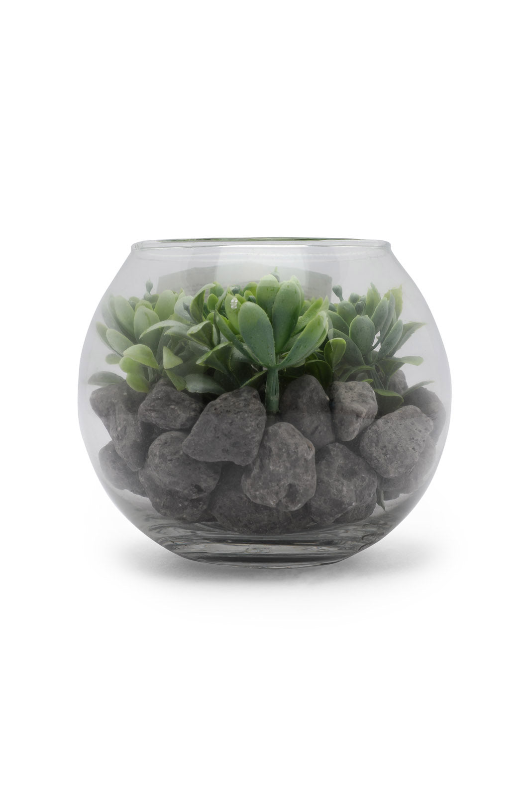 Redtag-Assorted-Artificial-Succulent-Round-Glass-Jar-Category:Plants-&-Flowers,-Colour:Assorted,-Deals:New-In,-Dept:Home,-Filter:Home-Decor,-HMW-HOM-Decorative-Accessories,-New-In-HMW-HOM,-Non-Sale,-Section:Homewares,-W22B-Home-Decor-