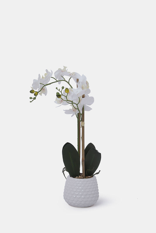 Redtag-White-Artificial-Orchid-Flower-In-White-Ceramic-Vase-Category:Plants-&-Flowers,-Colour:White,-Deals:New-In,-Dept:Home,-Filter:Home-Decor,-HMW-HOM-Decorative-Accessories,-New-In-HMW-HOM,-Non-Sale,-S23A,-Section:Homewares-Home-Decor-