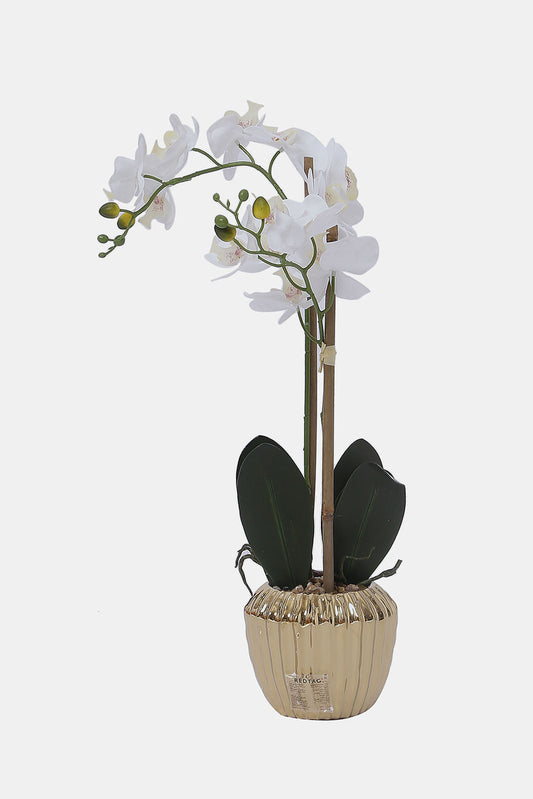 Redtag-Gold-Artificial-Orchid-Flower-In-Gold-Ceramic-Vase-Category:Plants-&-Flowers,-Colour:Gold,-Deals:New-In,-Dept:Home,-Filter:Home-Decor,-HMW-HOM-Decorative-Accessories,-New-In-HMW-HOM,-Non-Sale,-S23A,-Section:Homewares-Home-Decor-