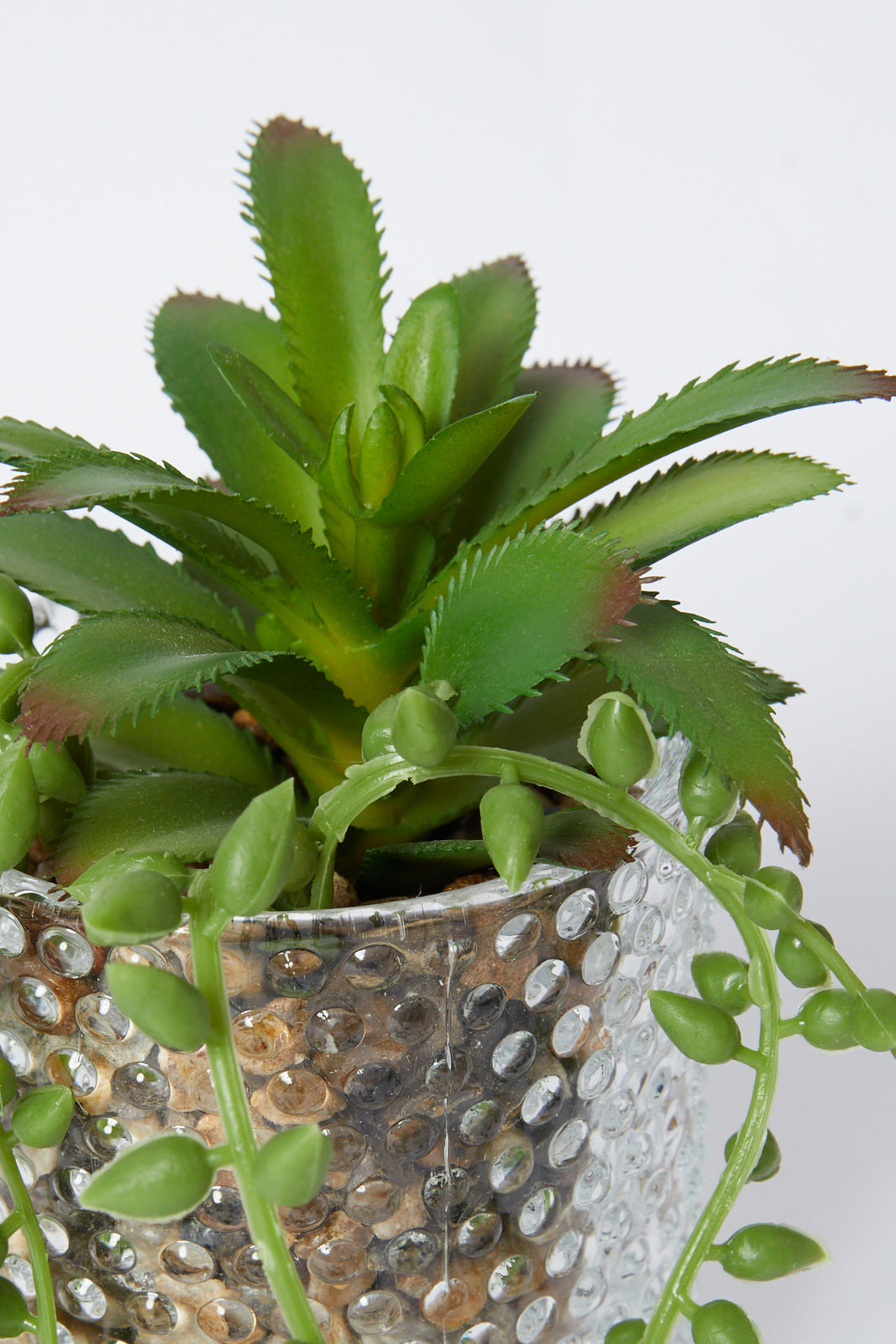 Redtag-Green-Artificial-Succulent-Flat-Leaf-In-Ceramic-Pot-Category:Plants-&-Flowers,-Colour:Green,-Deals:New-In,-Filter:Home-Decor,-HMW-HOM-Decorative-Accessories,-New-In-HMW-HOM,-Non-Sale,-S23A,-Section:Homewares-Home-Decor-