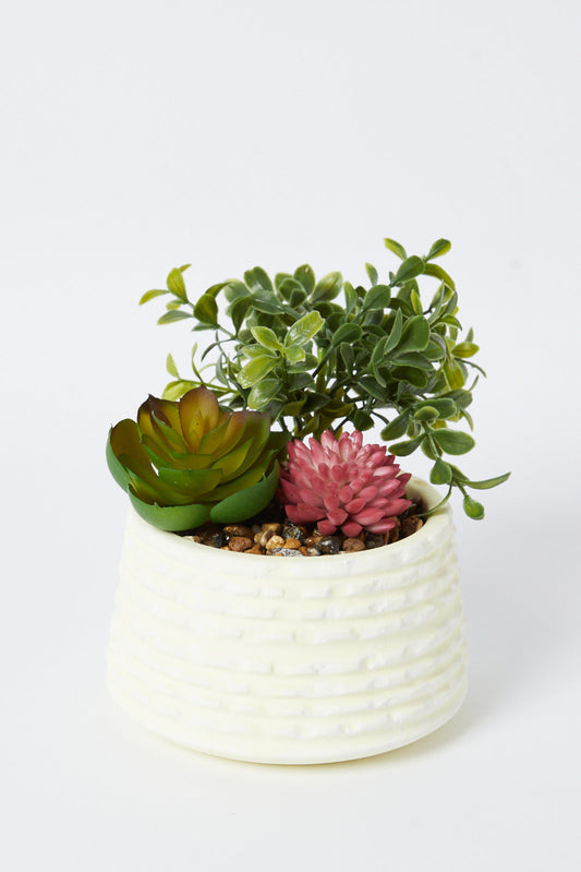 Redtag-Green-Artificial-Succulent-Assorted-Cactus-In-Ceramic-Pot-Category:Plants-&-Flowers,-Colour:Green,-Deals:New-In,-Dept:Home,-Filter:Home-Decor,-HMW-HOM-Decorative-Accessories,-New-In-HMW-HOM,-Non-Sale,-S23A,-Section:Homewares-Home-Decor-