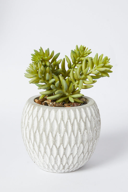 Redtag-Green-Artificial-Succulent-Assorted-Custer-In-Ceramic-Pot-Category:Plants-&-Flowers,-Colour:Green,-Deals:New-In,-Filter:Home-Decor,-HMW-HOM-Decorative-Accessories,-New-In-HMW-HOM,-Non-Sale,-S23A,-Section:Homewares-Home-Decor-