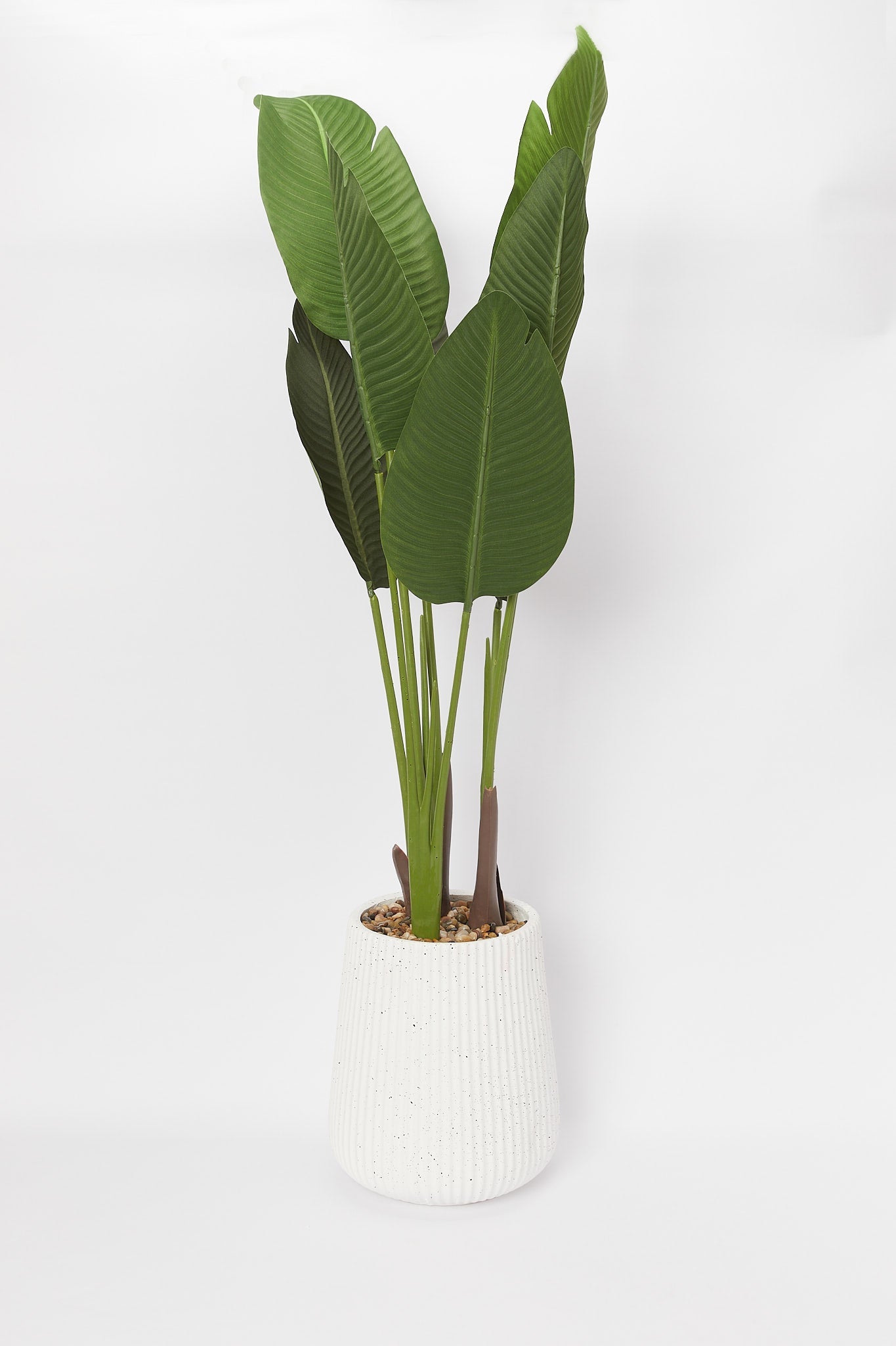 Redtag-Green-Artificial-Banana-Plant-In-Ribbed-Tall-Pot(120Cm)-Category:Plants-&-Flowers,-Colour:Green,-Deals:New-In,-Filter:Home-Decor,-H1:HMW,-H2:HOM,-H3:DEA,-H4:VSS,-HMW-HOM-Decorative-Accessories,-New-In-HMW-HOM,-Non-Sale,-Promo:STELLA,-S23B,-Season:S23B,-Section:Homewares,-Style:BIG-PLANTS-Home-Decor-