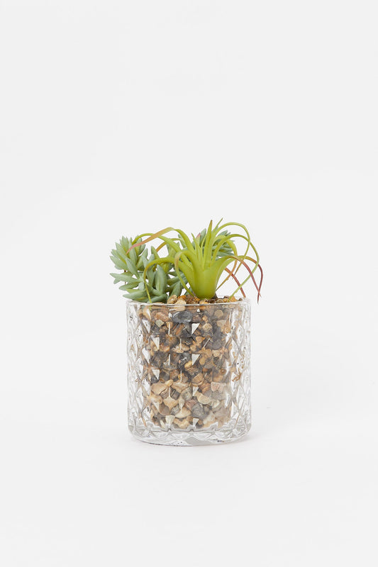 Redtag-Artificial-Cactus-Leaf-In-Texture-Glass-Pot-Category:Plants-&-Flowers,-Colour:Green,-Deals:New-In,-Filter:Home-Decor,-H1:HMW,-H2:HOM,-H3:DEA,-H4:DCA,-HMW-HOM-Decorative-Accessories,-New-In-HMW-HOM,-Non-Sale,-Promo:RIVA,-S23B,-Season:S23B,-Section:Homewares,-Style:ACCENT-FLOWER-Home-Decor-
