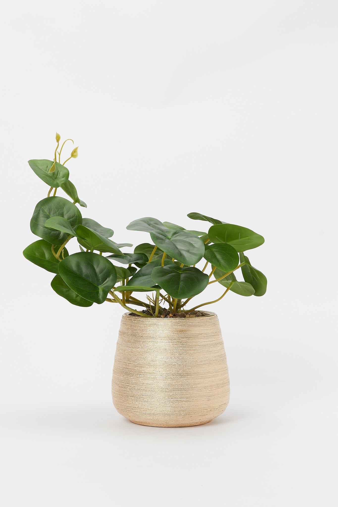 Redtag-Artificial-Creeper-Plant-In-Ceramic-Gold-Texture-Pot-Category:Plants-&-Flowers,-Colour:Gold,-Deals:New-In,-Filter:Home-Decor,-H1:HMW,-H2:HOM,-H3:DEA,-H4:DCA,-HMW-HOM-Decorative-Accessories,-New-In-HMW-HOM,-Non-Sale,-Promo:RIVA,-S23B,-Season:S23B,-Section:Homewares,-Style:TABLE-PLANTS-Home-Decor-