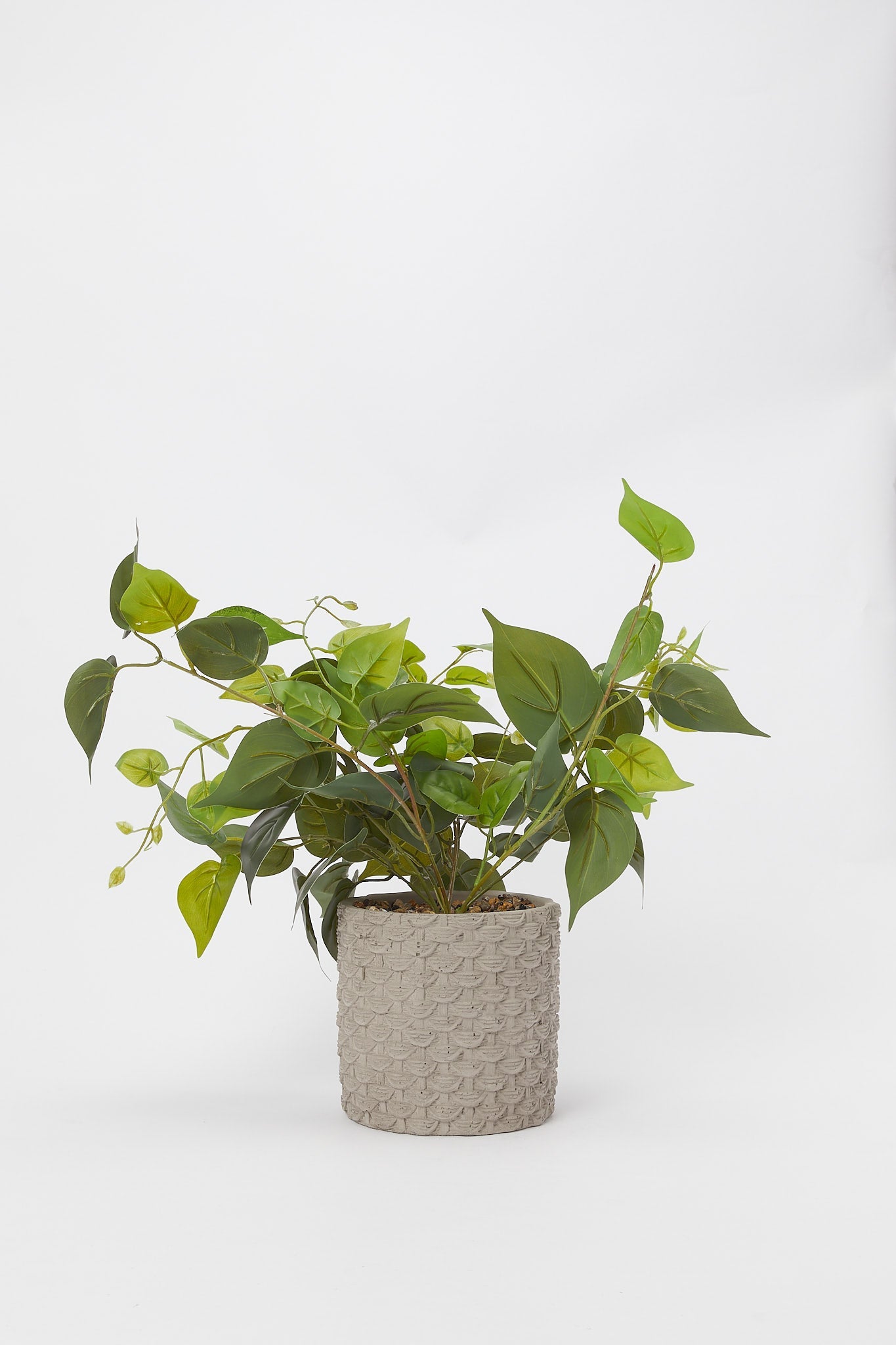 Redtag-Artificial-Creeper-Plant-In-Ceramic-Texture-Pot-Category:Plants-&-Flowers,-Colour:White,-Deals:New-In,-Filter:Home-Decor,-H1:HMW,-H2:HOM,-H3:DEA,-H4:DCA,-HMW-HOM-Decorative-Accessories,-New-In-HMW-HOM,-Non-Sale,-Promo:JULIETTE,-S23B,-Season:S23B,-Section:Homewares,-Style:TABLE-PLANTS-Home-Decor-